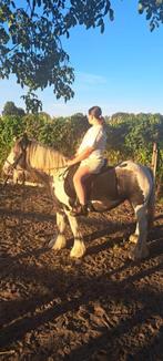 Tinker Merrie, Dieren en Toebehoren, Pony's, Merrie, Gechipt, C pony (1.27m tot 1.37m), 7 tot 10 jaar