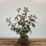 glansmispel photinia red robin, Tuin en Terras, Ophalen