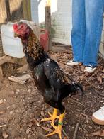 Shamo haan, Animaux & Accessoires