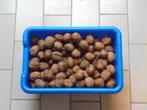 GRATIS gedroogde okkernoten, walnoten (2024): +/- 4 kg, Ophalen