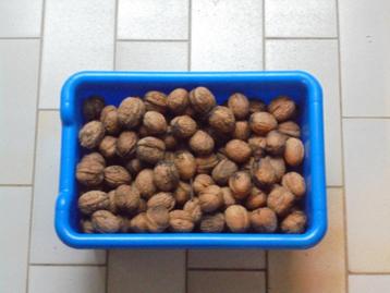 GRATIS gedroogde okkernoten, walnoten (2024): +/- 4 kg beschikbaar voor biedingen
