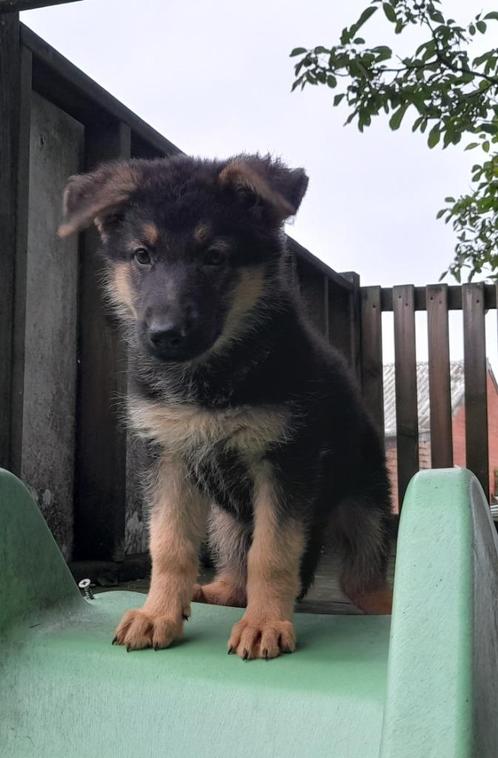 Duitse herder pups, Dieren en Toebehoren, Honden | Herdershonden en Veedrijvers, Meerdere dieren, Herder, Fokker | Hobbymatig