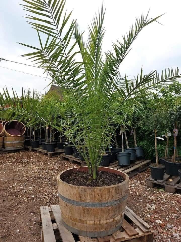 Dadelpalmen Super promo 35€, Tuin en Terras, Planten | Bomen, Ophalen of Verzenden