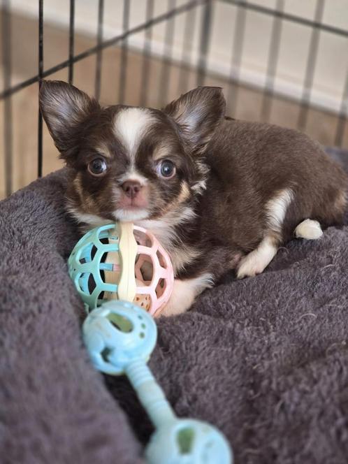 Prachtige langharige chihuahua pups ., Animaux & Accessoires, Chiens | Chihuahuas & Chiens de compagnie, Plusieurs animaux, Chihuahua