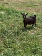 Choco dwerggeit, Dieren en Toebehoren, Schapen, Geiten en Varkens, Vrouwelijk, Geit, 3 tot 5 jaar