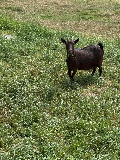 Choco dwerggeit, Dieren en Toebehoren, Schapen, Geiten en Varkens, Geit, Vrouwelijk, 3 tot 5 jaar