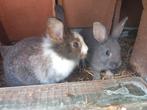 Dwergkonijntjes, Dieren en Toebehoren