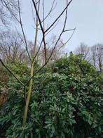 Tamme kastanjeboom - 2 stuks - > 4 meter hoog, Tuin en Terras, Halfschaduw, Overige soorten, Herfst, 250 tot 400 cm