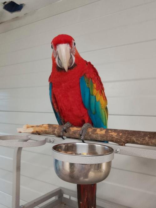 Tamme tamme Ruby Ara's 13 weken oud met DNA en getest op all, Dieren en Toebehoren, Vogels | Parkieten en Papegaaien, Papegaai