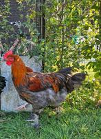 Marans haantjes blauwkoper, Dieren en Toebehoren, Mannelijk, Kip