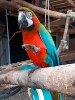 Hallo mag ik vragen wie kan helpen aan baby van Ara papegaai, Domestique, Perroquet