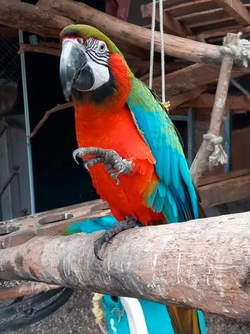 Hallo mag ik vragen wie kan helpen aan baby van Ara papegaai