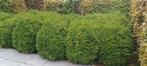 Buxus bollen. 40-50-60 cm. Goed dichtgegroeid., Ophalen, Buxus