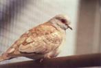 Gezocht diamantduif bruin (duivin), Dieren en Toebehoren, Vogels | Duiven, Overige soorten