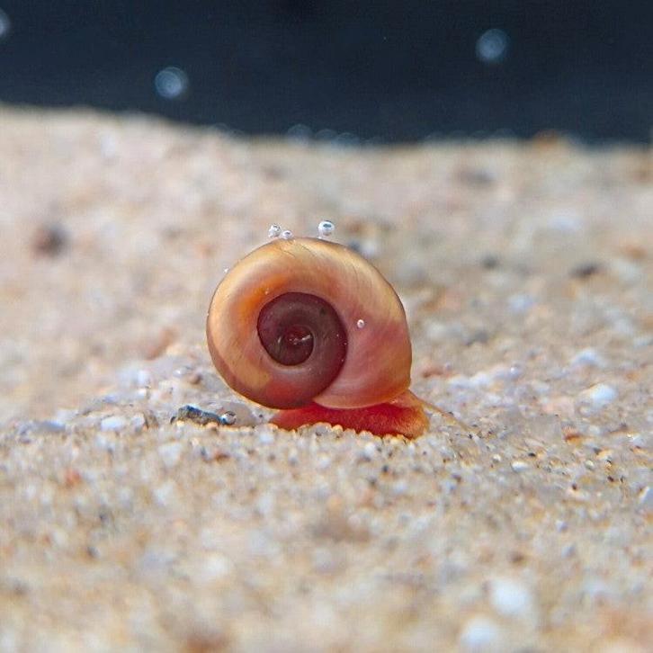 Posthoorn slak - aquarium slak, Dieren en Toebehoren, Vissen | Aquariumvissen, Zoetwatervis, Slak of Weekdier