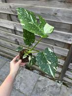 Monstera Thai Constellation, Huis en Inrichting, Ophalen of Verzenden