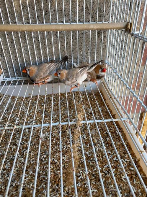 Grote zebravink mannen 2025., Dieren en Toebehoren, Vogels | Overige Vogels
