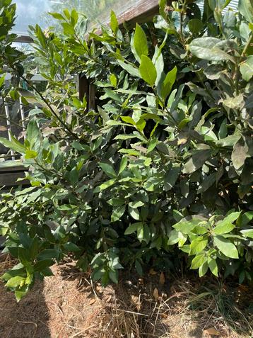 Verse laurier uit biologische tuin beschikbaar voor biedingen