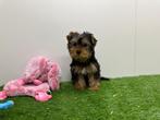 Yorkshire Terrier pups, Yorkshire Terriër, België, 8 tot 15 weken, CDV (hondenziekte)