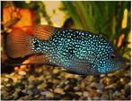 Kweekgroep Herichthys cyanoguttatus (Texas Cichliden), Dieren en Toebehoren, Vissen | Aquariumvissen, Vis, Zoetwatervis