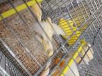 10 jonge gele kanaries, Dieren en Toebehoren, Geslacht onbekend, Kleurkanarie