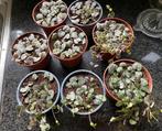 String of hearts variegata / ceropegia woodii variegata, Ophalen, Vetplant, Halfschaduw, Minder dan 100 cm