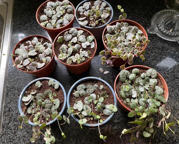 String of hearts variegata / ceropegia woodii variegata, Plante succulente, Moins de 100 cm, Enlèvement, Plante verte