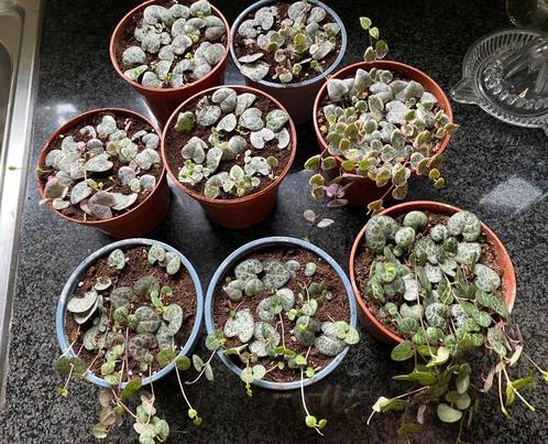 String of hearts variegata / ceropegia woodii variegata, Huis en Inrichting, Kamerplanten, Vetplant, Minder dan 100 cm, Groene kamerplant
