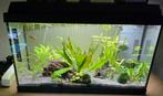 Aquarium juwel 60l, Dieren en Toebehoren, Vissen | Aquaria en Toebehoren, Ophalen, Zo goed als nieuw