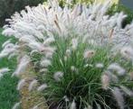 Pennisetum hameln of Lampenpoetsersgras, Ophalen, Vaste plant, Siergrassen