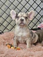 Bouledogue français, Animaux & Accessoires, 8 à 15 semaines, Bouledogue, Plusieurs, Éleveur | Loisir