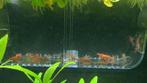 Neocaridina Garnalen (Cull), Dieren en Toebehoren, Vissen | Aquariumvissen, Kreeft, Krab of Garnaal, Zoetwatervis