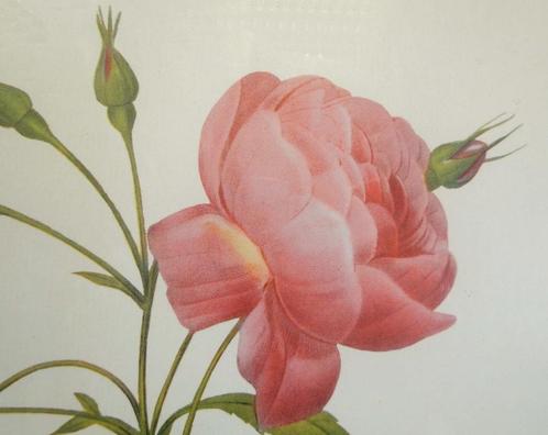 gravure - P J Redouté - Rosa Reclinata, Antiek en Kunst, Kunst | Etsen en Gravures, Ophalen of Verzenden