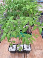 Tomatenplanten 60-65cm!, Jardin & Terrasse, Plantes | Jardin, Annuelle, Enlèvement, Plantes potagères