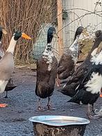 Loopeend man, Dieren en Toebehoren, Pluimvee, Mannelijk, Eend