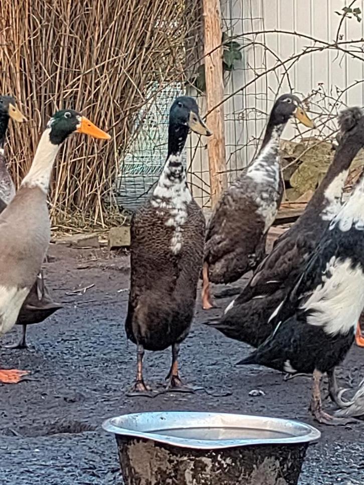 Loopeend man, Dieren en Toebehoren, Pluimvee, Eend, Mannelijk