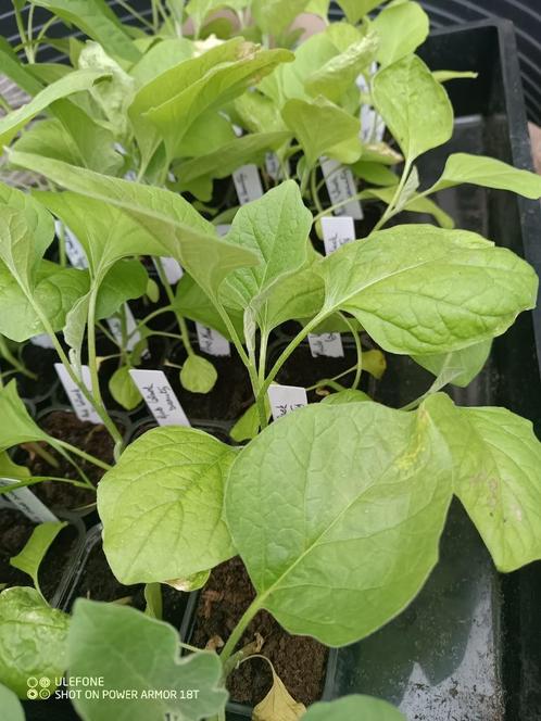 plants d'aubergines dans 10 types d'aubergines, Jardin & Terrasse, Plantes | Jardin, Annuelle, Plantes potagères, Plein soleil