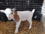 Chèvre naine  chevreau, Animaux & Accessoires, Moutons, Chèvres & Cochons, Mâle, Chèvre, 0 à 2 ans