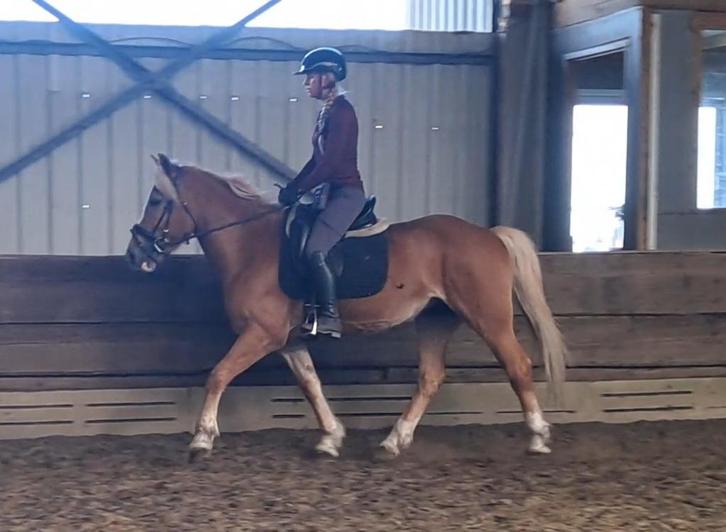 Hele knappe leuke haflinger !!, Dieren en Toebehoren, Pony's, Merrie, E pony (1.48m - 1.57m), Recreatiepony, 7 tot 10 jaar, Gechipt