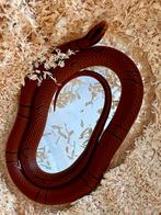 0,1 Oreocryptophis pulchra, 2024, Serpent, 0 à 2 ans