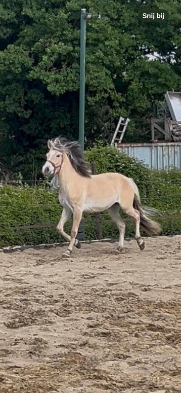 Veulen van april 2023 beschikbaar voor biedingen