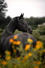 Recreatie/draag  merrie te koop, Jument