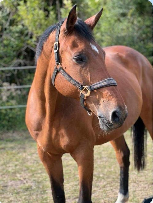 Braaf recreatie paard, Dieren en Toebehoren, Paarden, Merrie, Zadelmak, 11 jaar of ouder, Recreatiepaard, Met stamboom