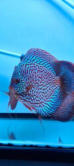 Discus jumbo indiana tiger turquoise, Zoetwatervis, Schoolvis, Vis