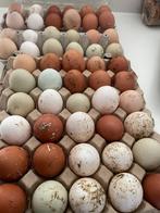 Broedeieren €0.80 cent per eieren, Sports & Fitness, Golf, Enlèvement, Comme neuf