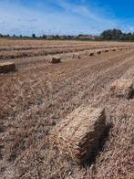 Stro kleine balen, Animaux & Accessoires, Box & Pâturages