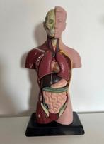 Onderwijs/demonstratiemodel jaren ´80, Huis en Inrichting, Woonaccessoires | Overige, Ophalen