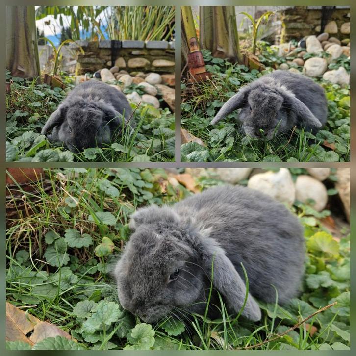 Ndh rammetje, Dieren en Toebehoren, Konijnen