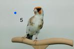 Kleine distelvink, Dieren en Toebehoren, Vogels | Overige Vogels, Vrouwelijk