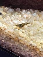 Wildkleur garnalen neocaridina, Enlèvement ou Envoi